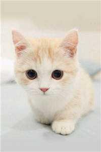 写一本好能挣多少钱