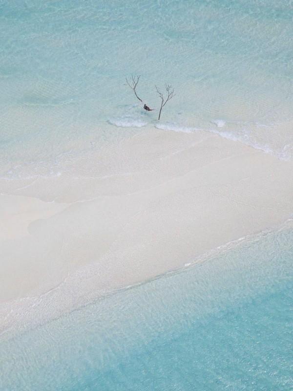 状元包子图片大全