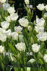 他站在回忆尽头:无错版